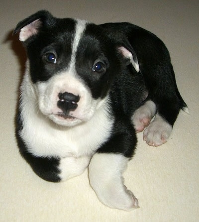 Close up front view - A rose-eared, short-haired black with white Pitsky puppy is laying on a white carpeted floor and it is looking forward. Its head is slightly tilted to the right.