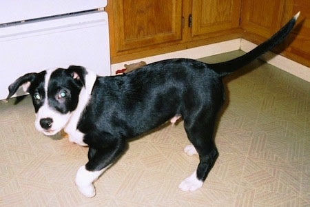 Side view - A short-haired, rose eared, black with white Pitsky puppy is walking across a tan tiled floor in a kitchen looking forward.