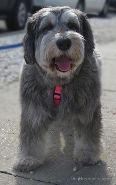 Polish Lowland Sheepdog Dog Breed Pictures, 1