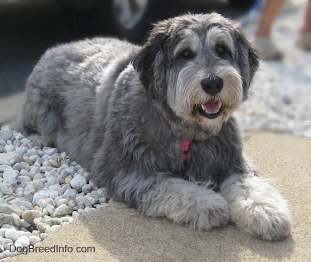 white and grey sheepdog