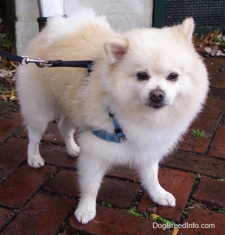 pomeranian white adult