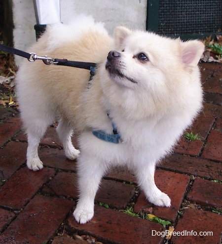 Front side view - A fluffy  cream Pomeranian is standing on a brick porch and it is looking up and to the left.