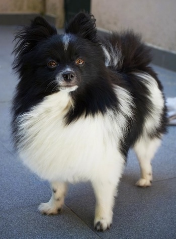 pomeranian in white colour