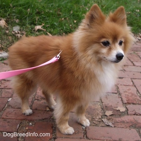 pomeranian not fluffy