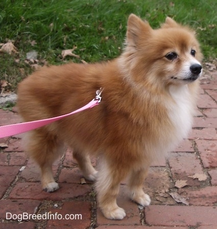 Front side view - A red with white Pomeranian is standing across a brick walkway and it is looking up and to the right.