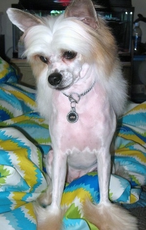 Front view - A white with tan Powderpap is sitting on a person's bed and it is looking down and to the left. It has longer hair on its head, paws and tail and the rest of its body is shaved to the skin.