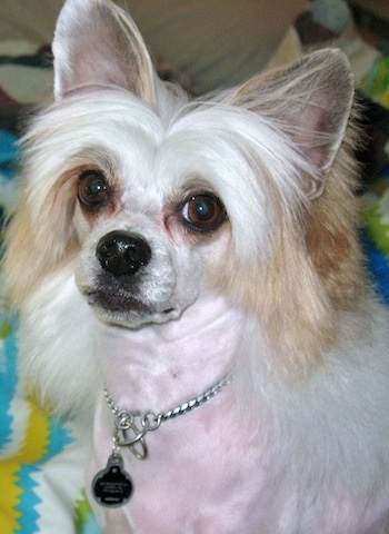 Close up head and upper body shot - A white with tan Powderpap dogis sitting on a bed and it is looking up and forward. Its chest is shaved to the pink skin.