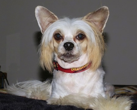 Close up front view - A white with tan Powderpap is laying on a bed and it is looking forward.