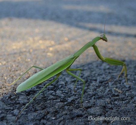 Right Profile - Preying Mantis on blacktop