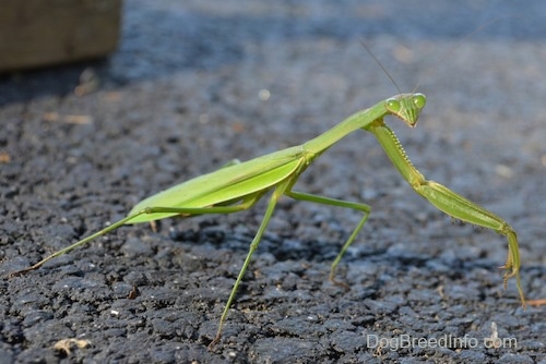 Preying Mantis on a blacktop