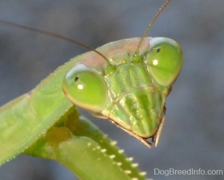 Close Up - Preying Mantis Head