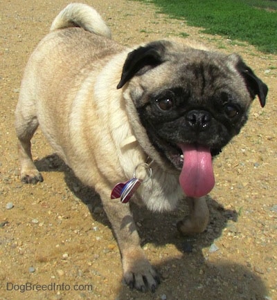 Front side view - A tan with black wrinkly face Pug dog is standing on dirt and it is looking forward. Its mouth is open and its tongue is out.