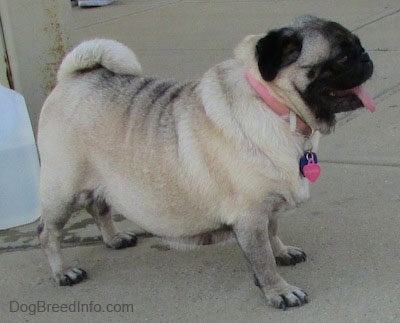 The right side of a happy-looking tan with black wrinkly faced Pug that is standing on a sidewalk. It is looking to the right.