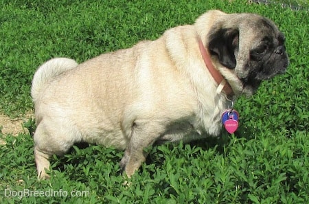 An overweight, tan with black Pug is peeing outside and it is looking to the right.
