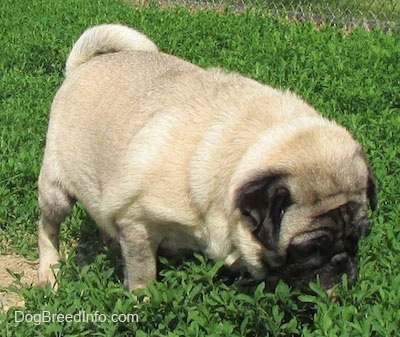 A fat tan with black Pug is sniffing grass in a field.
