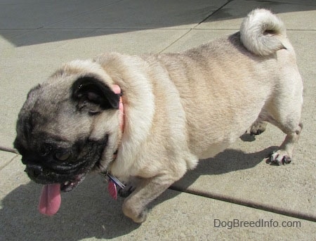 Close up - A tan with black Pug is walking across a concrete surface. Its mouth is open and its tongue is out.