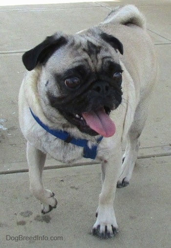 Front side view - A tan with black Pug is wearing a blue harness standing on a concrete surface looking to the right with his mouth open and tongue out.