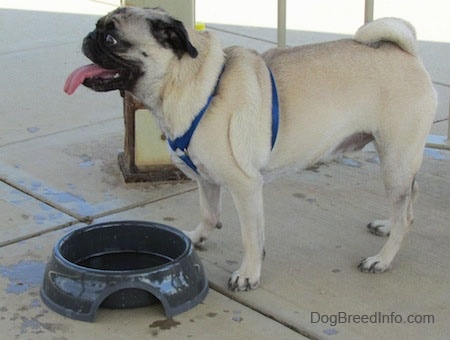 The left side of a tan with black Pug is wearing a blue harness standing on a concrete platform. It is looking to the left. Its mouth is open and tongue is out. Its tail is curled up over its back.