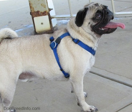 The right side of a tan with black Wrinkly faced Pug dog wearing a blue harness standing on a concrete surface. It is looking up and to the right. It is panting.