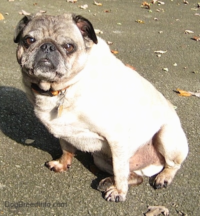 Pug Height And Weight Chart