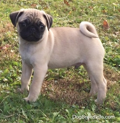 The left side of a tan with black Pug that is standing in grass and it is looking forward. Its tail is curled up over its back and it has wrinkles on its head.