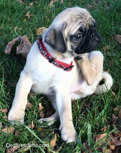 A tan with black Pug is sitting in grass and it is scratching the right side of its neck with its hind leg and it is looking to the right. It has a round wrinkly head.