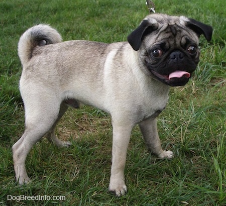 The right side of a tan with black Pug puppy that is standing in grass looking forward. Its mouth is open and its tongue is out.