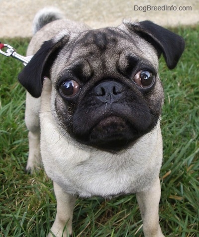 10 week old pug puppy