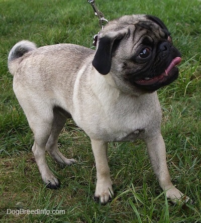 The right side of a tan with black Pug puppy that is standing in grass and it is looking up and to the right. Its mouth is open and tongue is curled out.