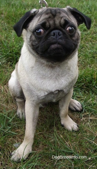 Close up - A tan with black Pug puppy is sitting on grass and it is looking up.