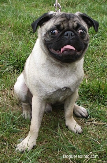 Close up front view - A tan with black Pug puppy is sitting on grass, it is looking up and it is panting. Its tongue is showing.