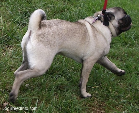 The back right side of a tan with black Pug puppy that is walking across a field. Its mouth is open and its tongue is out.