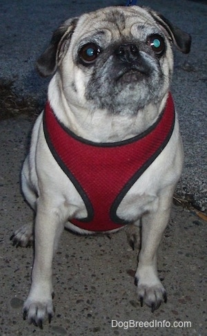 Close up front view - A tan with black wrinkly faced Pug is sitting on the ground outside and it is looking up. Its head is slightly tilted to the left and it is wearing a red vest.