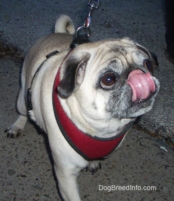 Front side view - A tan with black wrinkly faced Pug is standing on the ground and it is looking to the right. It is licking its own nose.