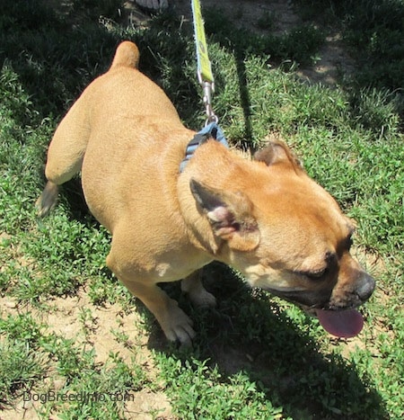 Top down view of a tan with white Puggle that is pulling to the right. It is panting.