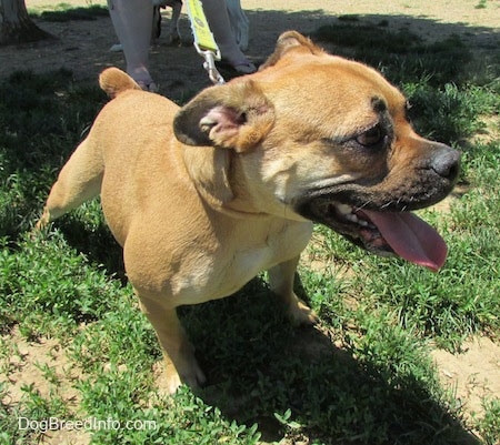 A tan with white Puggle that is standing on patchy grass looking to the right. Its mouth is open and tongue is out.