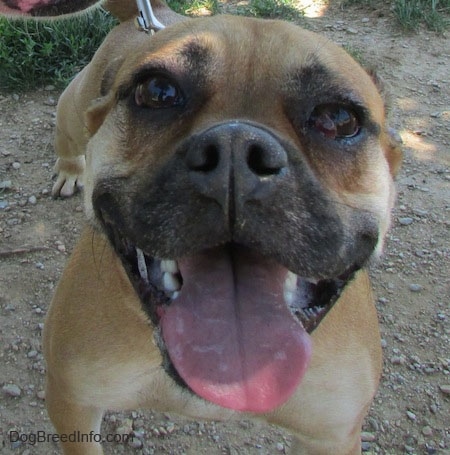 Close up - The face of a tan with white Puggle that is standing in dirt. It is panting and it looks like it is smiling. Its right eye has a red buldge coming out of it.