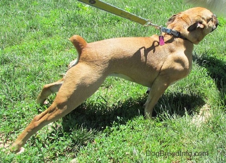 The back right side of a tan with white Puggle that is pulling on its leash. It is standing in grass and it is looking to the right.