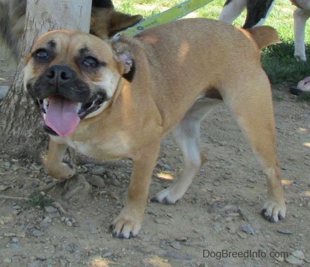 A tan with white Puggle is standing under the shade of a thing tree. Its left paw is in the air and it is looking forward. It is panting and there is a red buldge in its right eye.