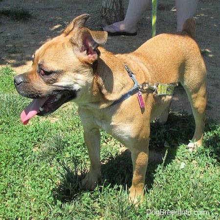Front side view - A tan with white Puggle is standing in grass and it is looking to the left. Its mouth is open and its tongue is out. It has a red buldge in its eye.