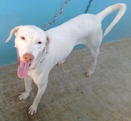 A skinny, tall white Rajapalayam dog is standing on a tiled surface and it is looking up. Its mouth is open and its tongue is out and it has a long tail. There is a sky blue wall behind it.