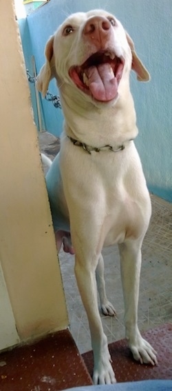 Front view - A skinny tall white Rajapalaym dog is standing on a step, there is a wall next to it. The dog is looking up, its mouth is open and it looks like it is smiling.