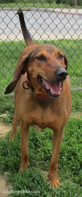 Front view - A Redbone Coonhound is standing in grass. It is looking to the right, its mouth is open and its tongue is out. There is a chainlink fence behind it. The dog looks happy.