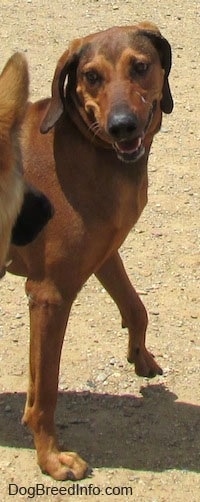 The front of a Redbone Coonhound that is standing on dirt. It is looking to the left, its mouth is open and it looks like it is smiling.