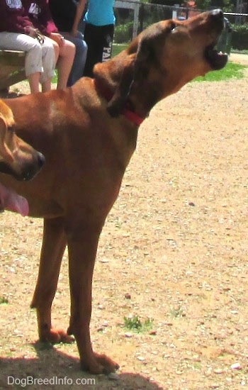 The upper half of a Redbone Coonhound is standing on dirt with its mouth open as it barks. There are people sitting on a bench in the background.