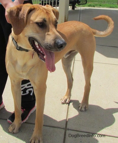 rhodesian ridgeback yellow lab mix