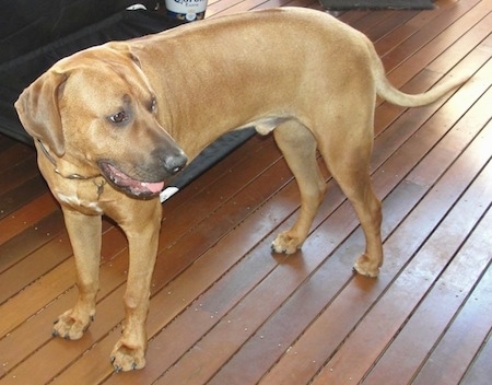 A Rhodesian Ridgeback is standing across a hardwood floor and it is looking to the right. Its mouth is open and tongue is out.