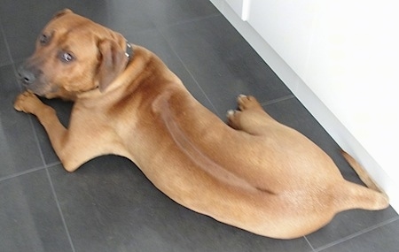 The back of a Rhodesian Ridgeback that is laying on a tiled surface. It is looking up and forward. You can see the line down its back.