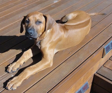A Rhodesian Ridgeback puppy is laying across a hardwood porch and it is looking up and forward. It has a line down its back.