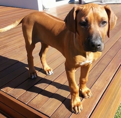 Close up - A Rhodesian Ridgeback puppy is standing at the edge of a wooden deck looking forward.